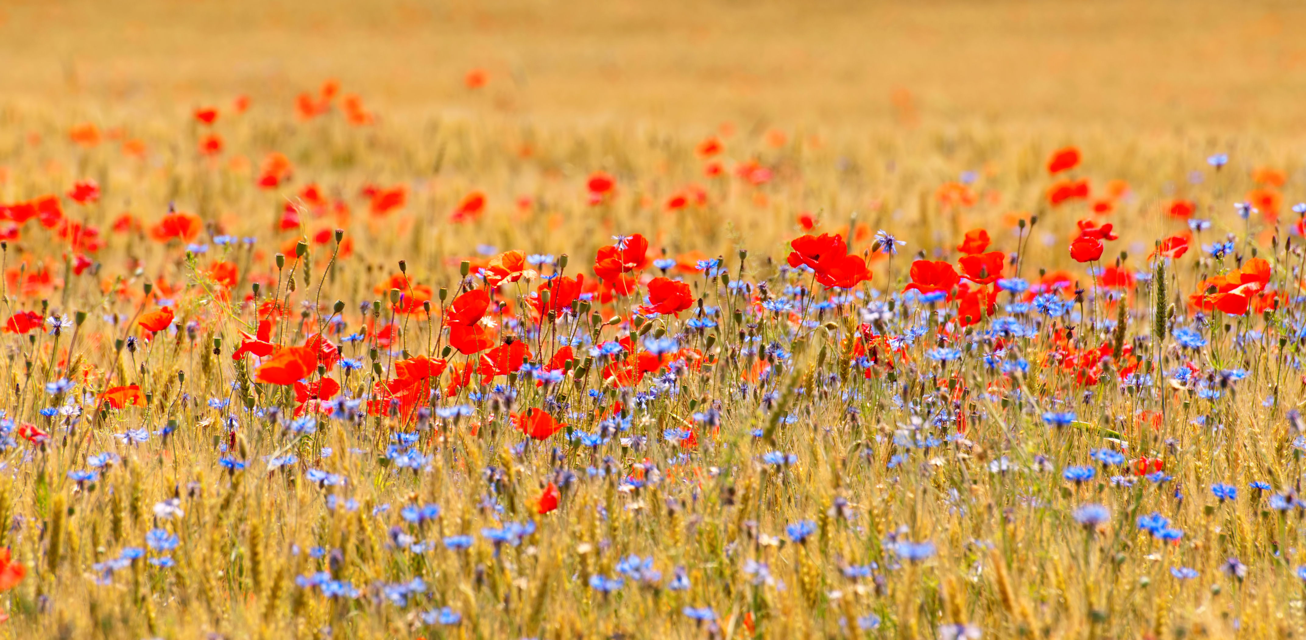 Wheat field with poppy field